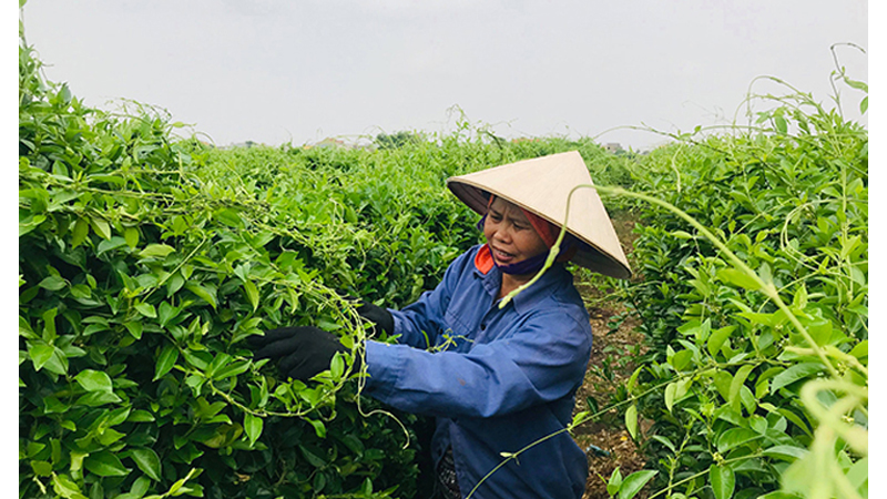 Vi&ecirc;n d&acirc;y th&igrave;a canh trị tiểu đường chất lượng phải đạt chuẩn GACP&nbsp;