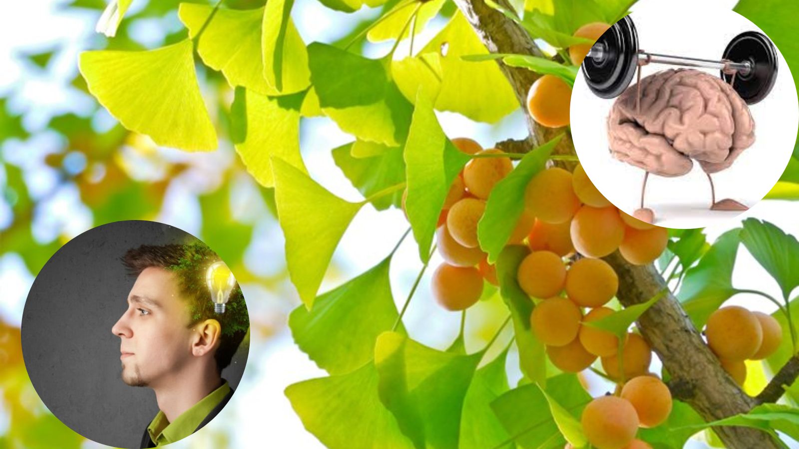 Vi&ecirc;n uống alpha brain gi&uacute;p bổ n&atilde;o, cải thiện tr&iacute; nhớ
