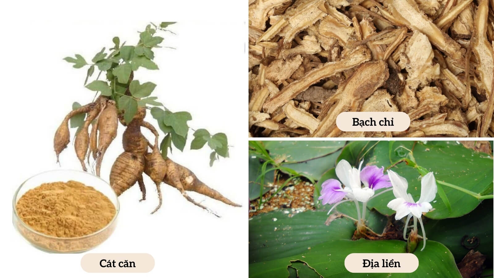 C&aacute;c th&agrave;nh phần c&oacute; trong Bạch Địa Căn