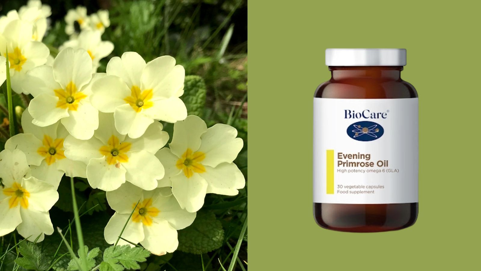 Th&agrave;nh phần ch&iacute;nh của Biocare Primrose Oil