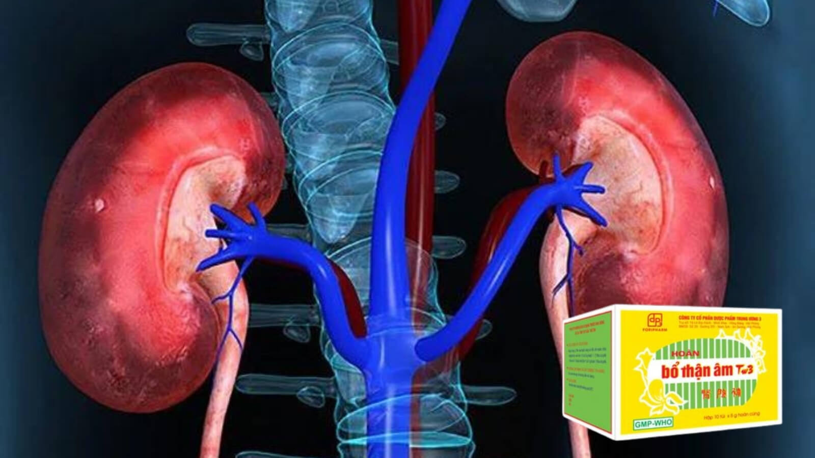 Thận c&oacute; một v&agrave;i tr&ograve; cực kỳ quan trọng đối với sức con người