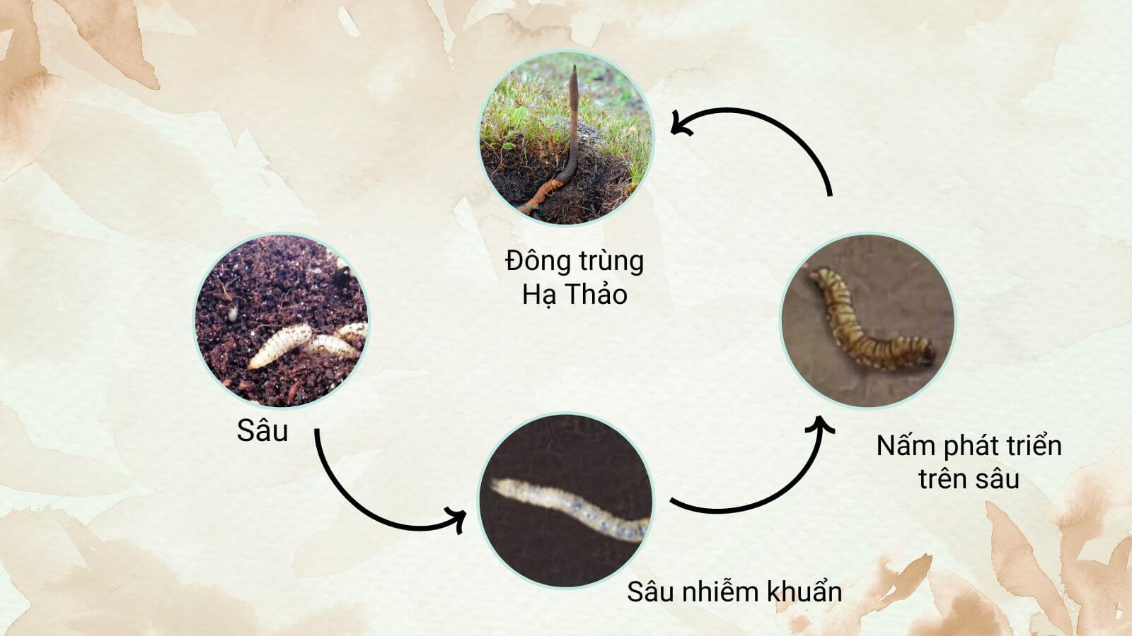 Qu&aacute; Tr&igrave;nh Tạo N&ecirc;n Đ&ocirc;ng Tr&ugrave;ng Hạ Thảo