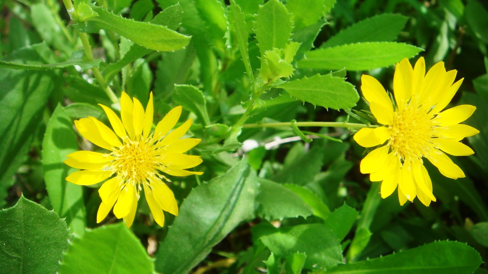 Hoa Grindelia được sử dụng từ xa xưa để điều trị ho, vi&ecirc;m họng k&eacute;o d&agrave;i.