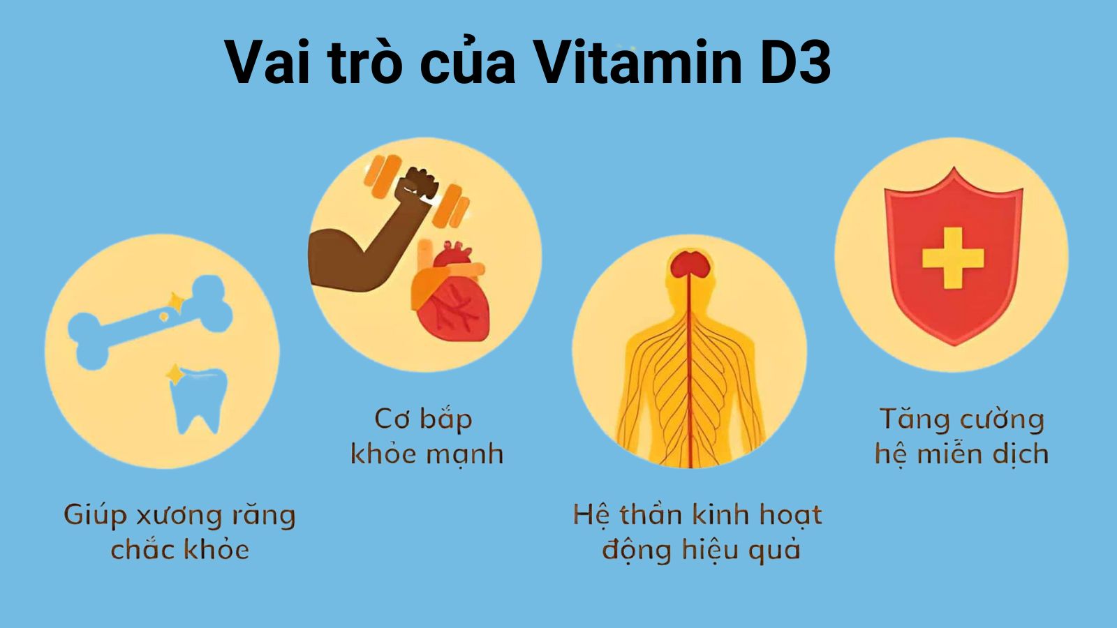 Vitamin D3 c&oacute; vai tr&ograve; quan trọng đối với ph&aacute;t triển răng, xương.