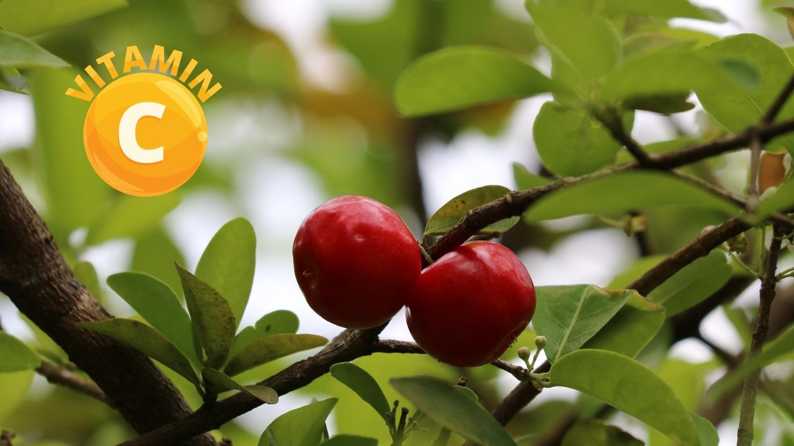 Sơ ri l&agrave; nguồn cung cấp vitamin C dồi d&agrave;o.