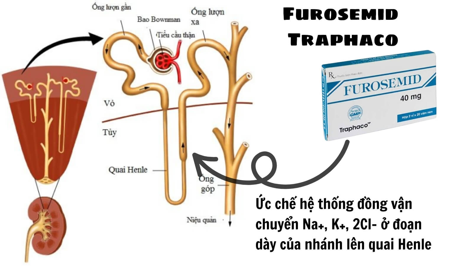 Furosemid Traphaco Bắn Cá HZ88 là trò chơi giải trí điện tử sỏi niệu - thận, b&agrave;ng quang....