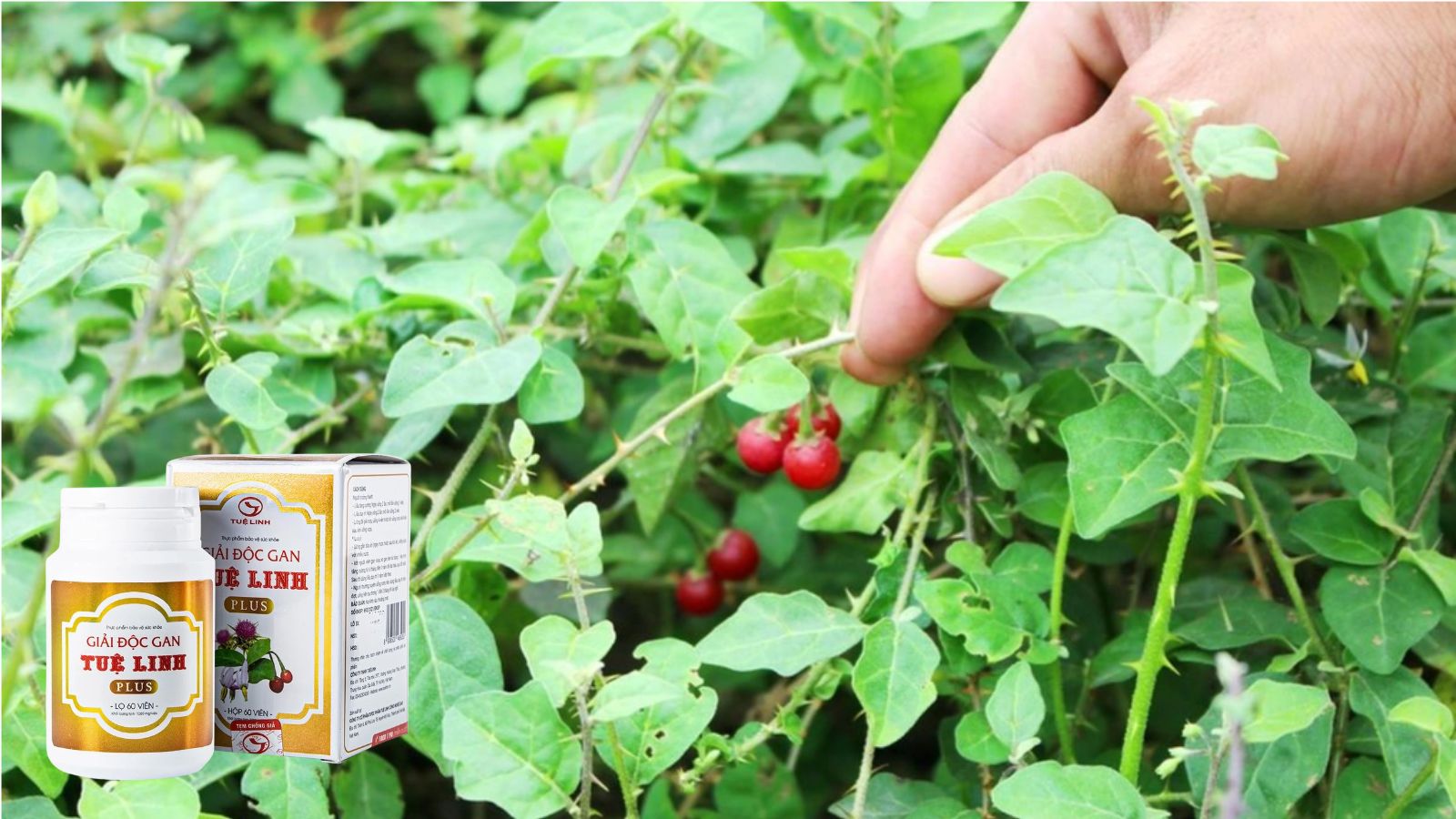 C&agrave; gai leo - dược liệu phổ biến được d&ugrave;ng hỗ trợ bệnh gan