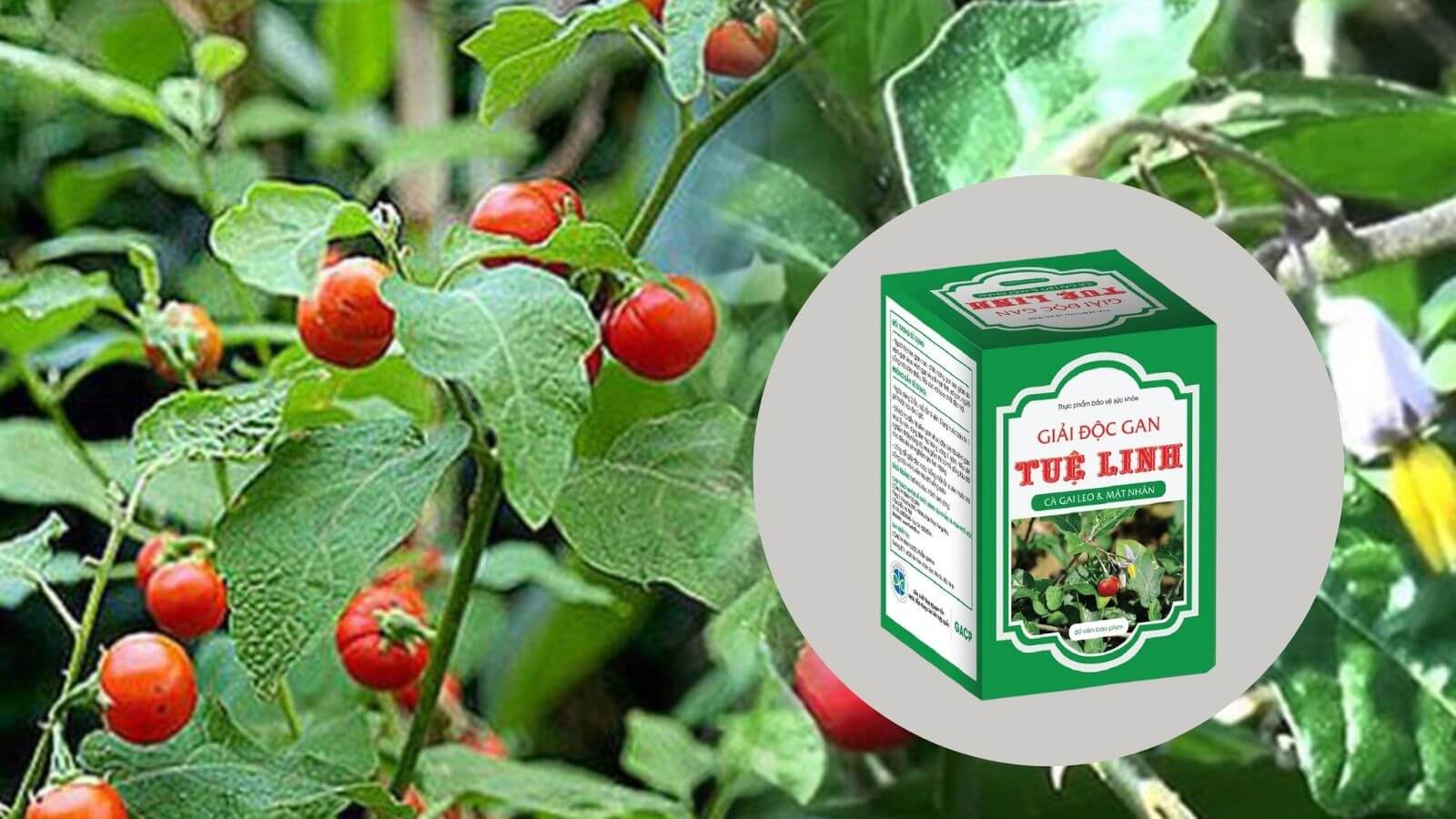 C&agrave; gai leo - Th&agrave;nh phần ch&iacute;nh c&oacute; trong Giải độc gan Tuệ Linh