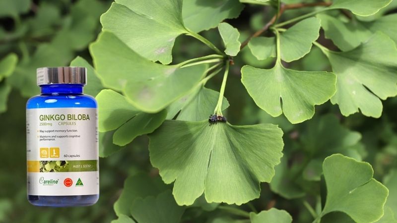 L&aacute; c&acirc;y bạch quả l&agrave; th&agrave;nh phần ch&iacute;nh của Careline Ginkgo Biloba 2500mg