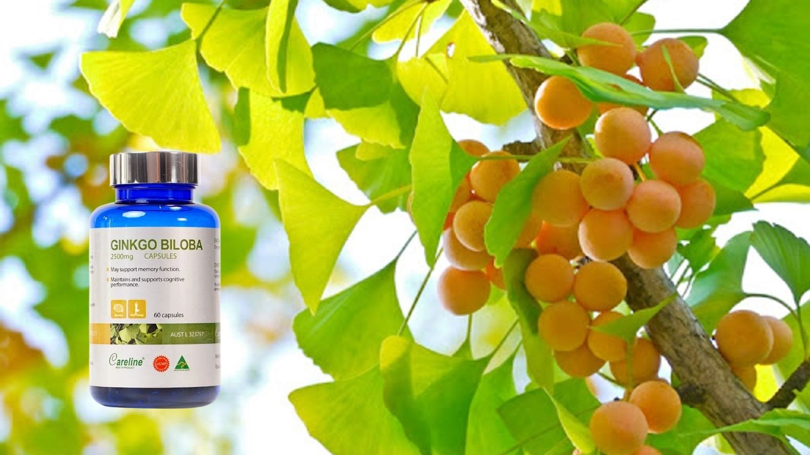 Ginkgo Biloba mang lại c&ocirc;ng dụng tuyệt vời cho n&atilde;o bộ.
