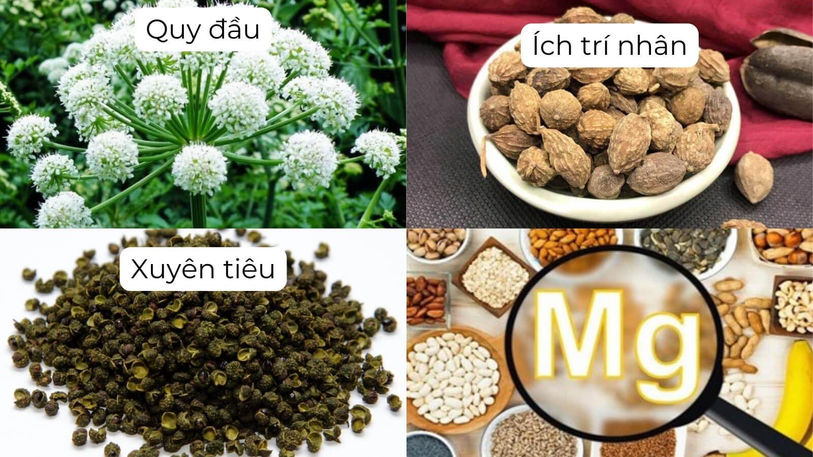 C&ocirc;ng dụng ch&iacute;nh c&oacute; trong vi&ecirc;n uống Hồng Mạch Khang