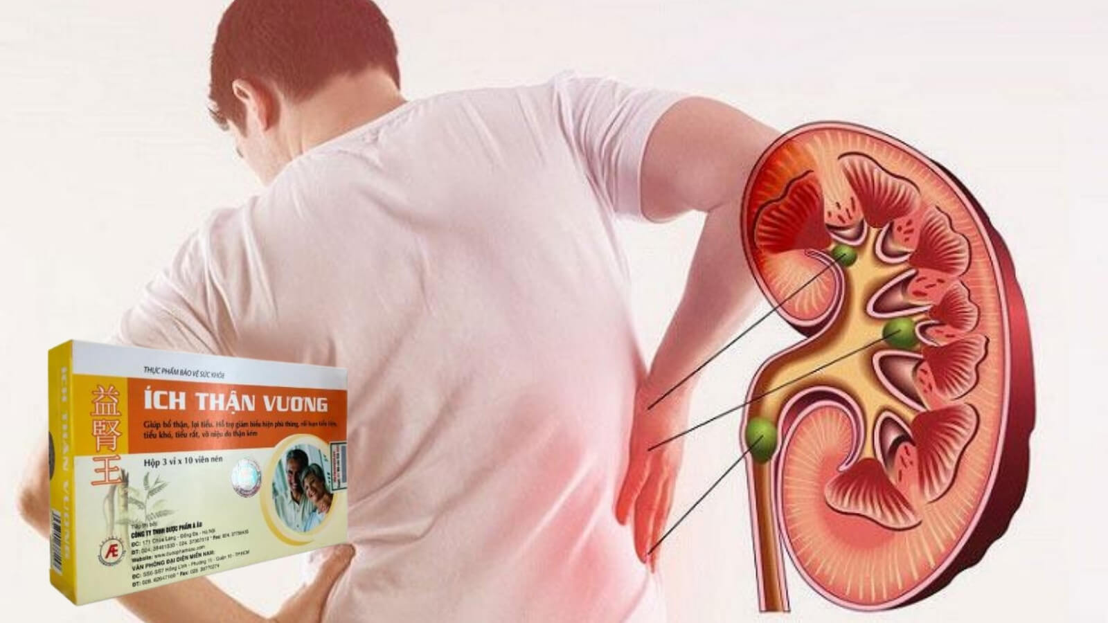 Lợi &iacute;ch của &Iacute;ch Thận Vương với chức năng thận