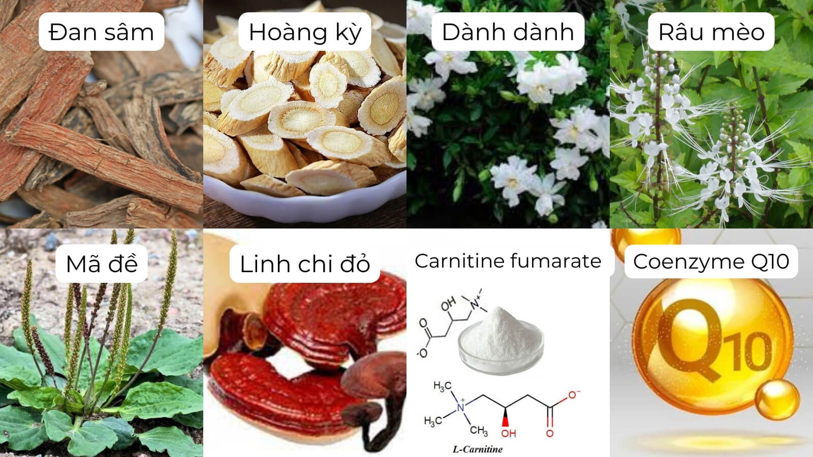 C&aacute;c th&agrave;nh phần ch&iacute;nh c&oacute; trong &Iacute;ch Thận Vương