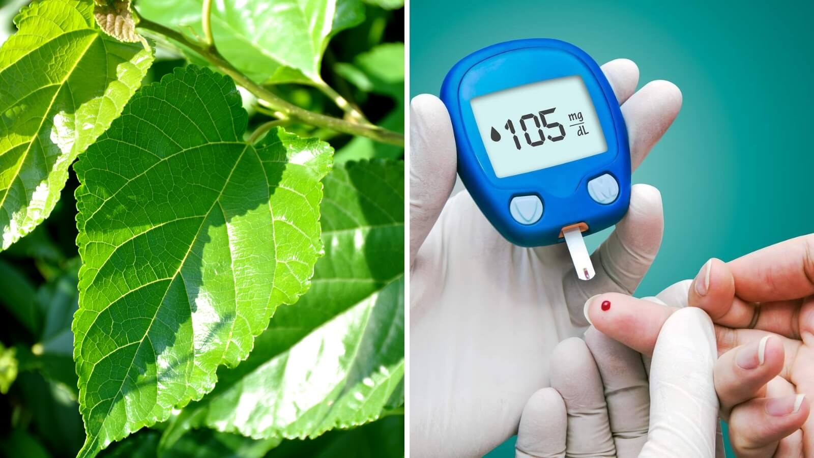 Lá dâu tằm có trong Insuva có công dụng giảm Trang Chủ Chính Thức HZ88.COM Mới Nhất 2026 hiệu quả