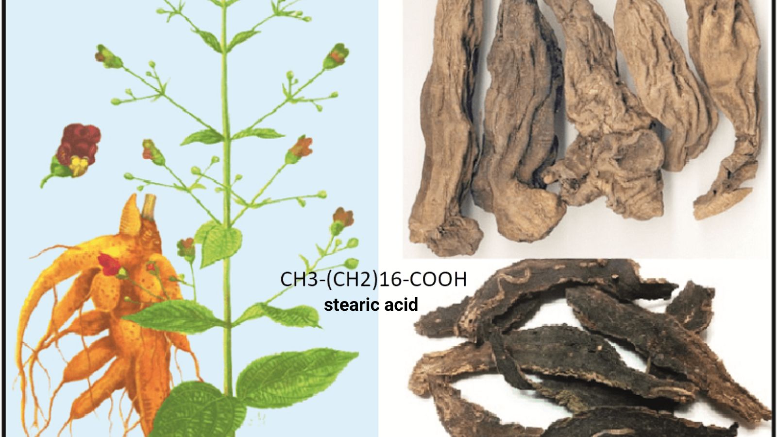 Huyền s&acirc;m l&agrave; một thảo dược qu&yacute;