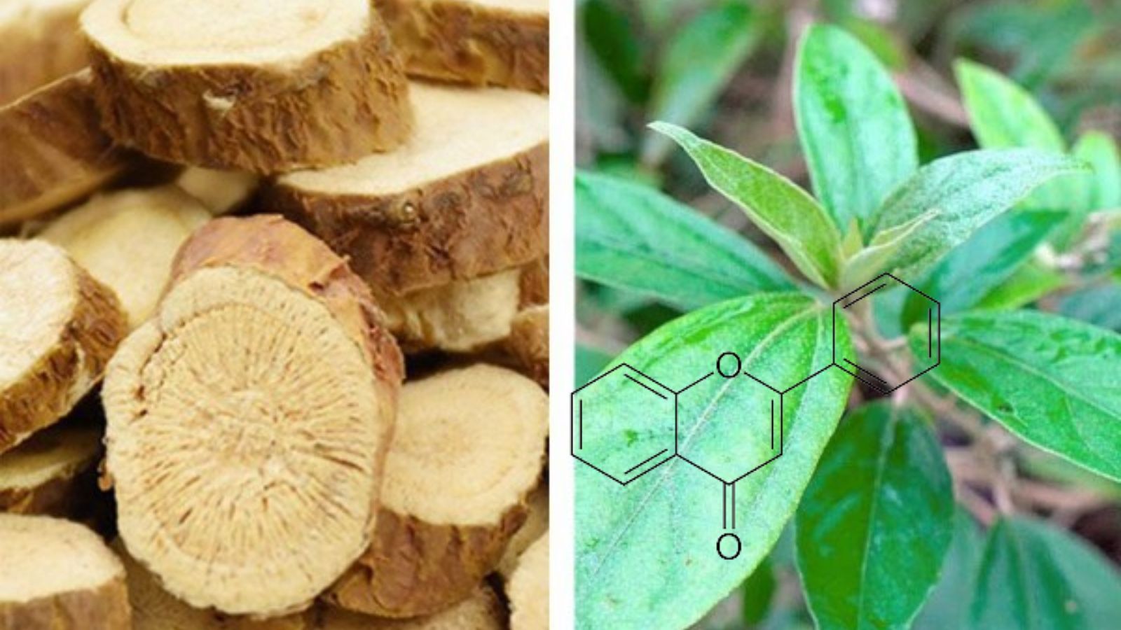Khang bảo b&igrave; c&oacute; chứa khổ s&acirc;m - th&agrave;nh phần h&oacute;a học ch&iacute;nh l&agrave; Flavonoid