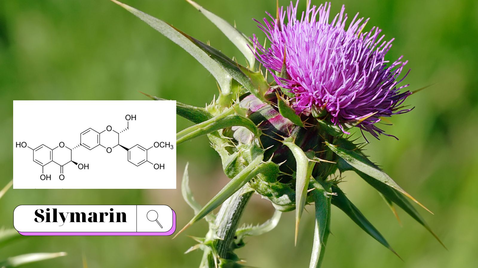 Liver Tonic CareLine c&oacute; chứa chiết xuất c&acirc;y Kế sữa c&oacute; t&aacute;c dụng tốt cho gan