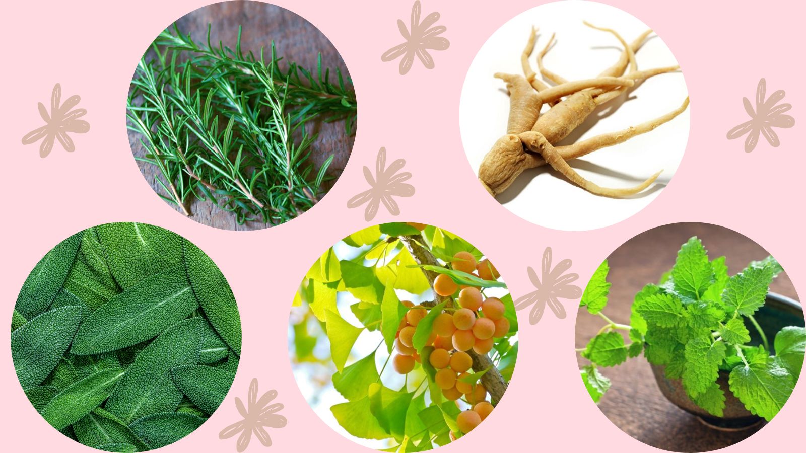 Th&agrave;nh phần của vi&ecirc;n uống Lohha