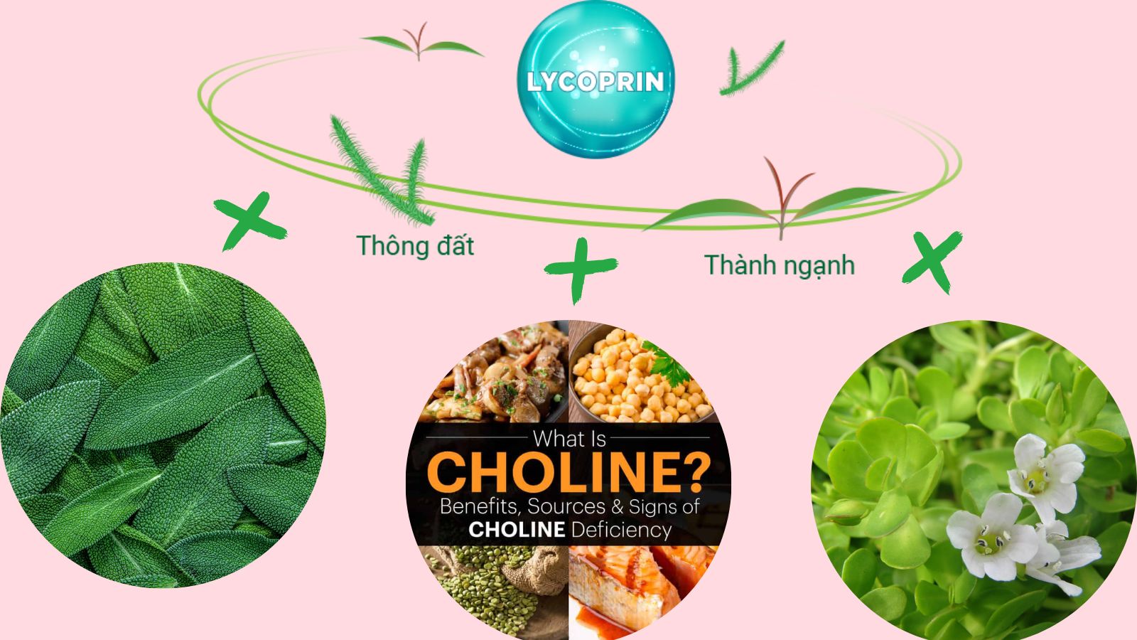 Th&agrave;nh phần của vi&ecirc;n uống Lohha
