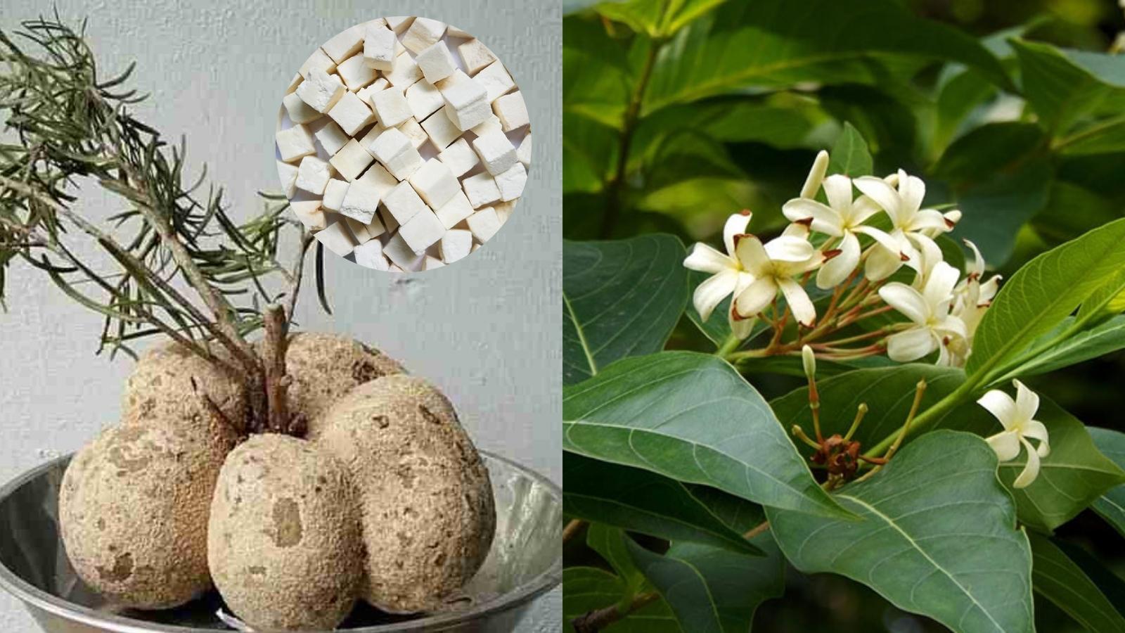 Th&agrave;nh phần cao Bạch Phục Linh v&agrave; Mộc hoa trắng c&oacute; trong sản phẩm