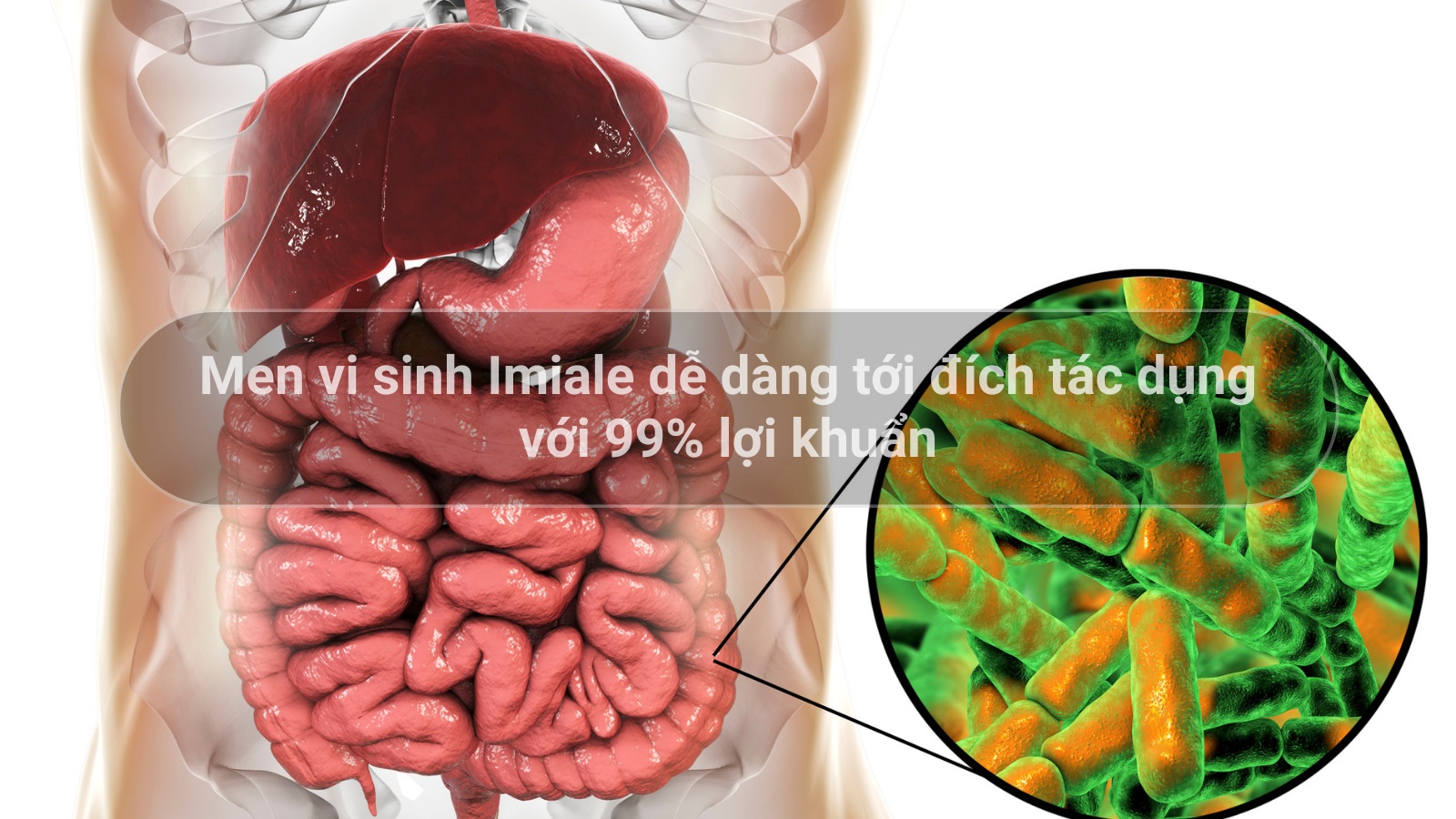 Men vi sinh Imiale dễ d&agrave;ng tới đ&iacute;ch t&aacute;c dụng với 99% lợi khuẩn