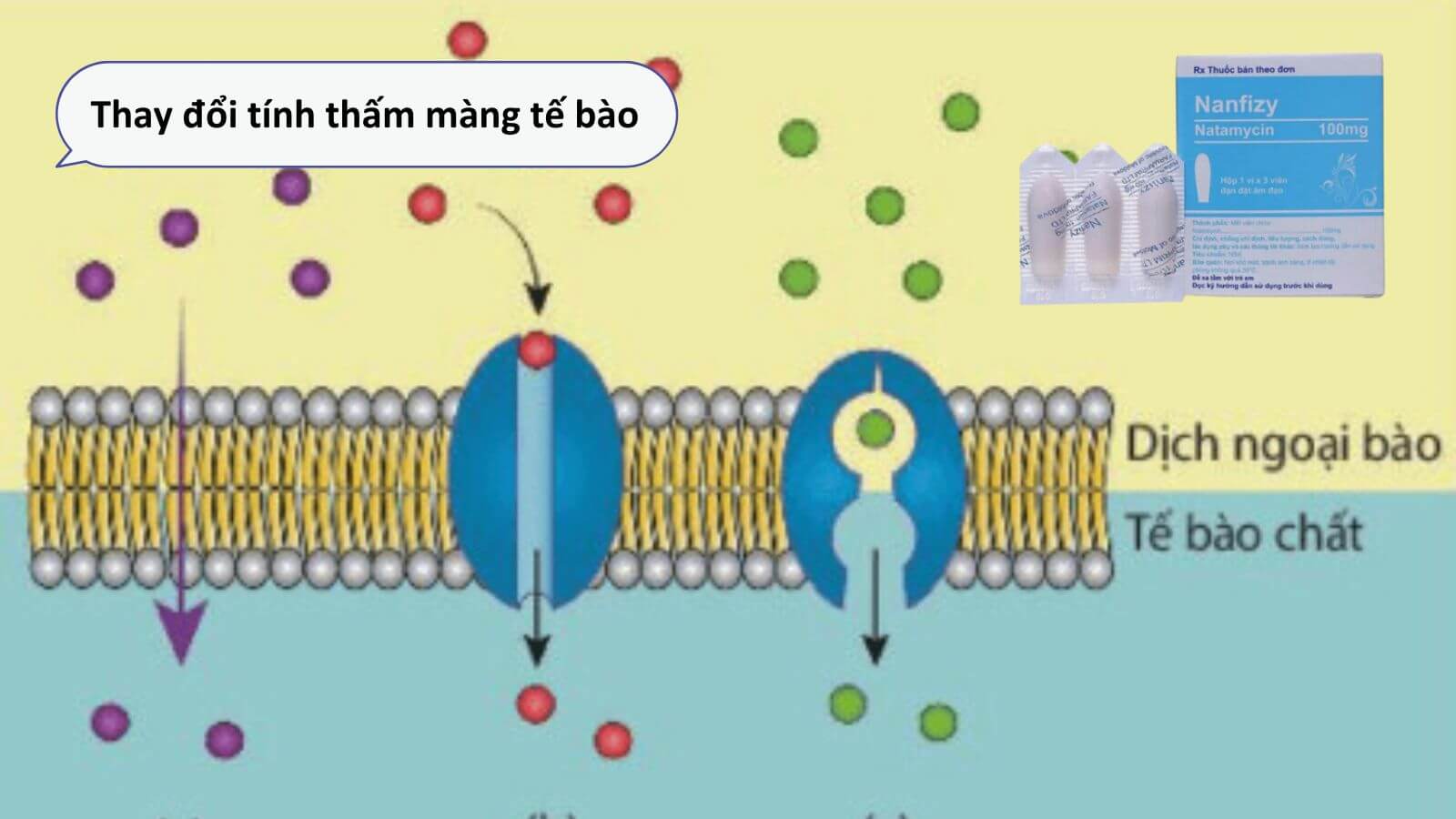 Cơ chế t&aacute;c dụng của Nanfizy