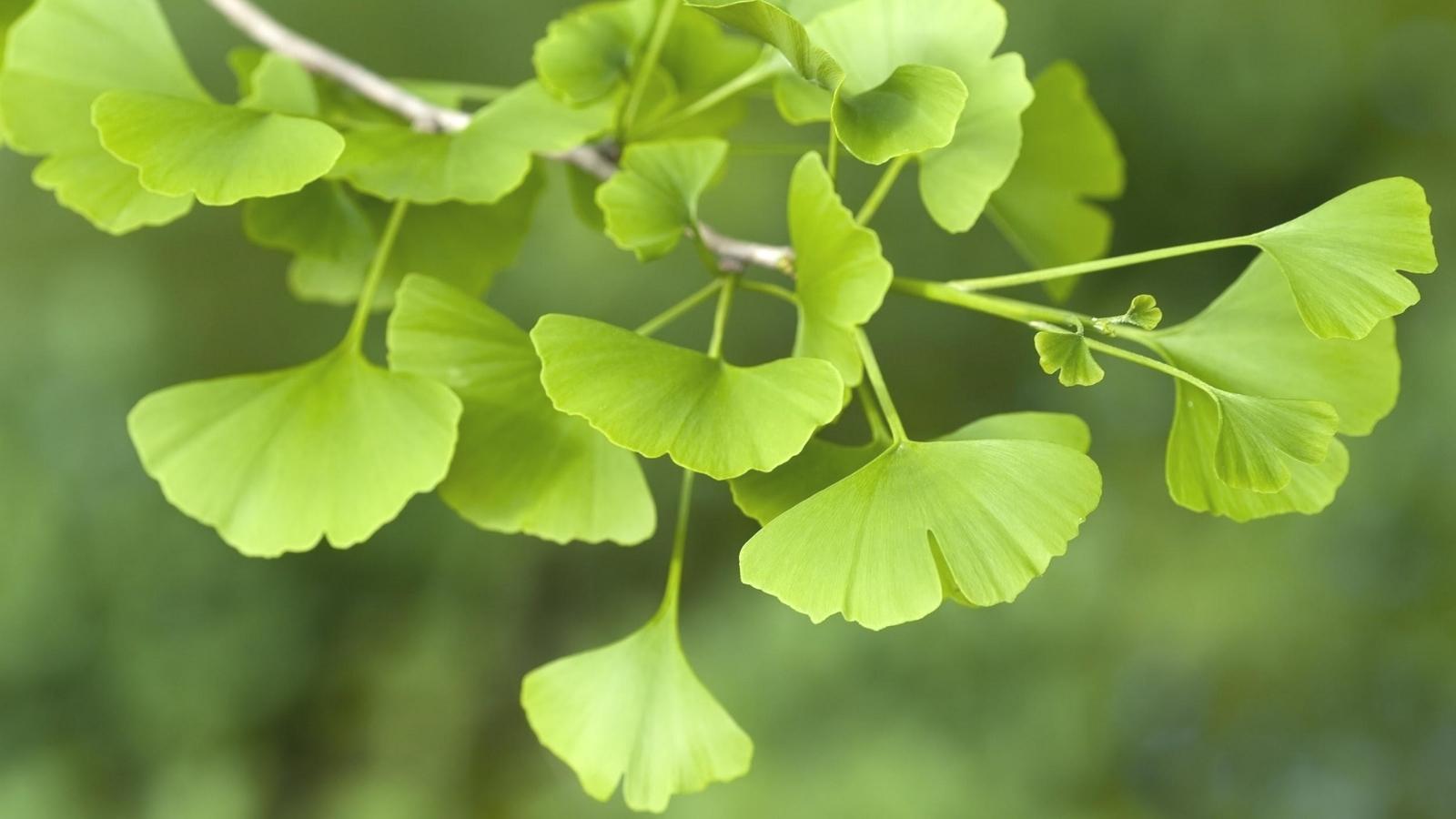 Th&agrave;nh phần chứa Ginkgo Biloba tốt cho tr&iacute; n&atilde;o