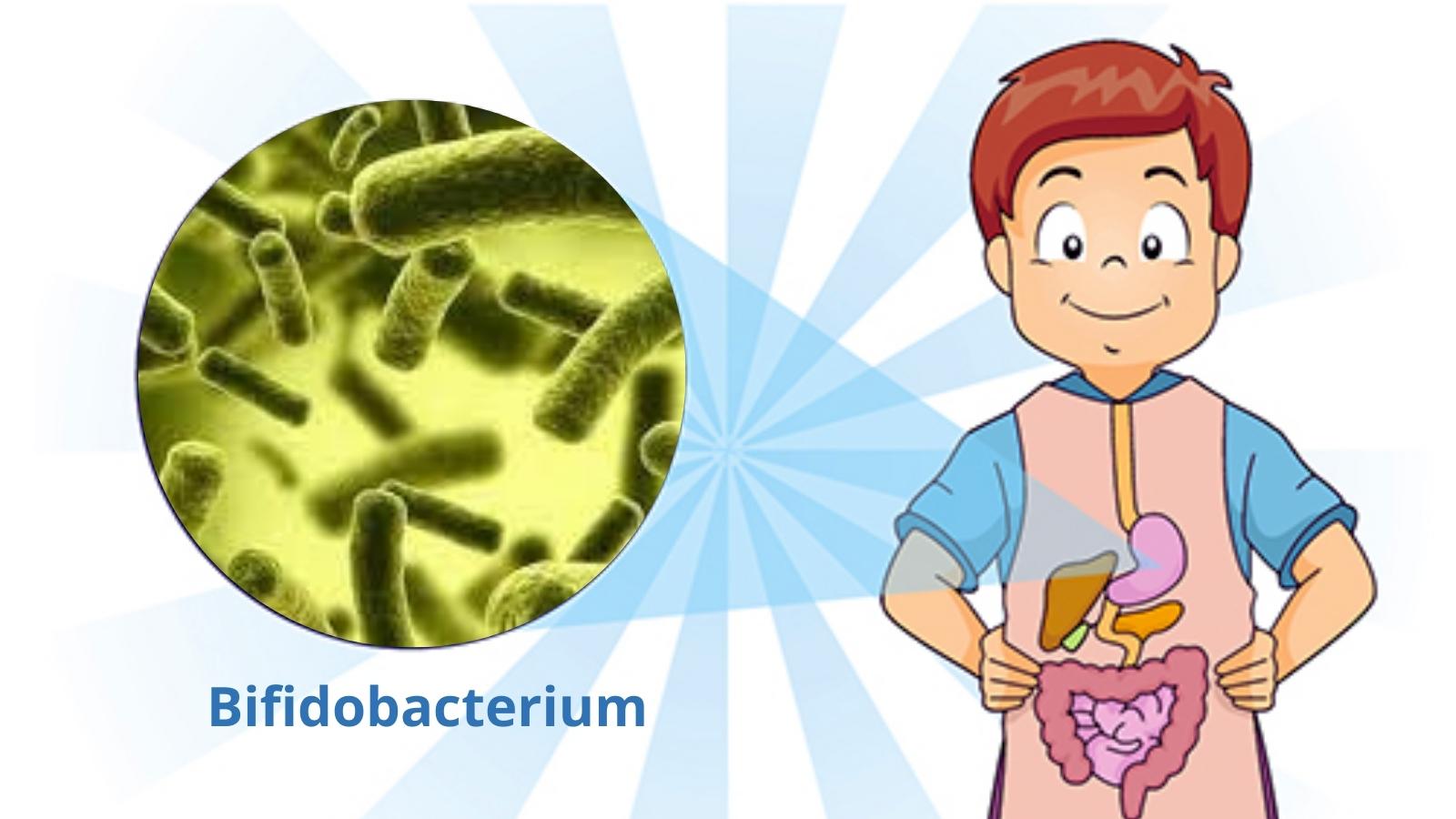 Lợi khuẩn Bifidobacterium gi&uacute;p c&acirc;n bằng hệ vi sinh đường ruột