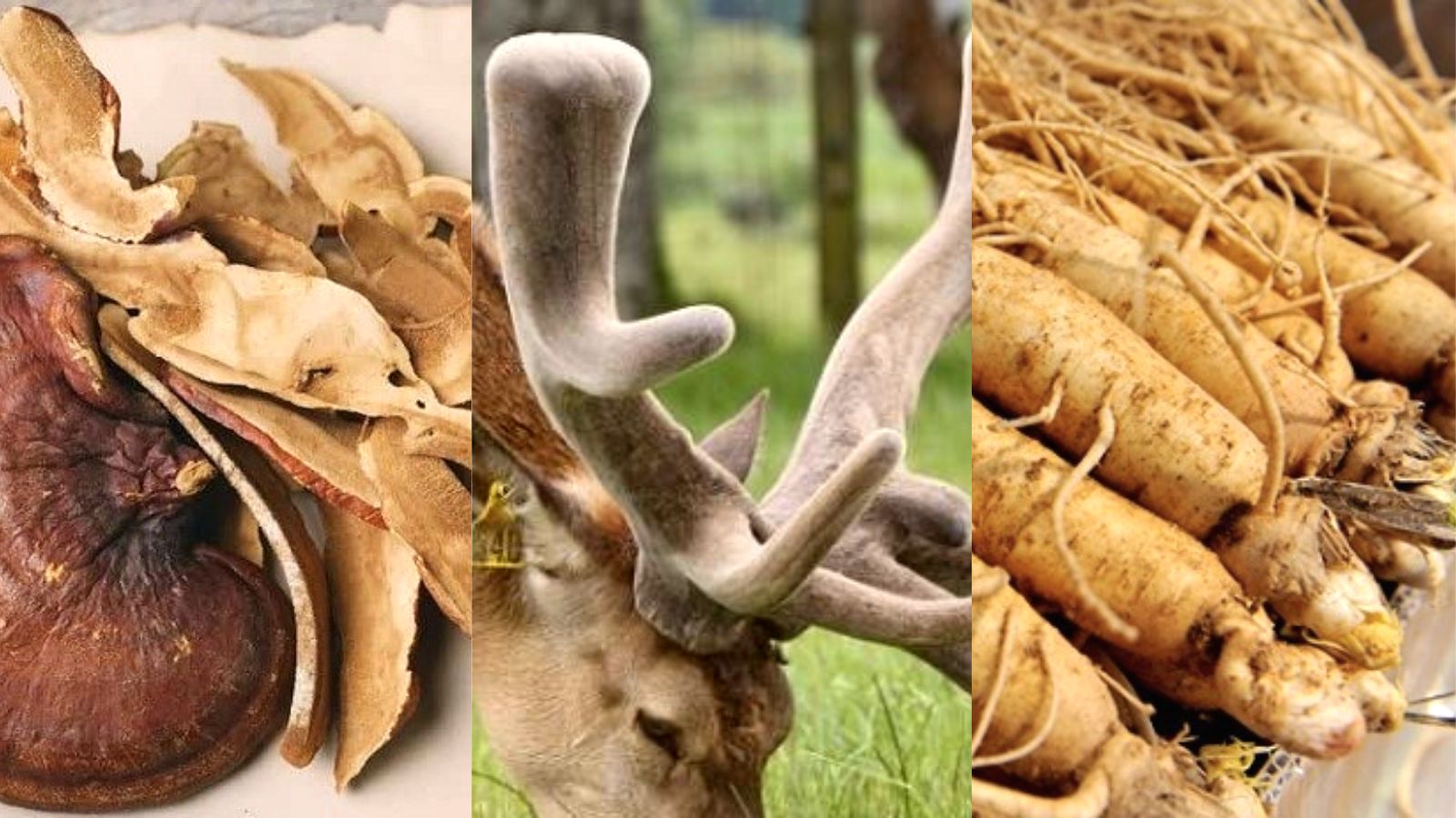 Ba nguy&ecirc;n liệu ch&iacute;nh qu&yacute; hiếm v&agrave; bổ dưỡng c&oacute; trong nước Hồng s&acirc;m Kgs.