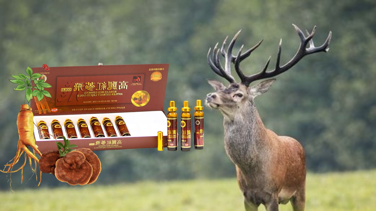 Nước Hồng s&acirc;m nhung hươu linh chi Kgs gi&uacute;p n&acirc;ng cao sức khỏe cho người d&ugrave;ng.
