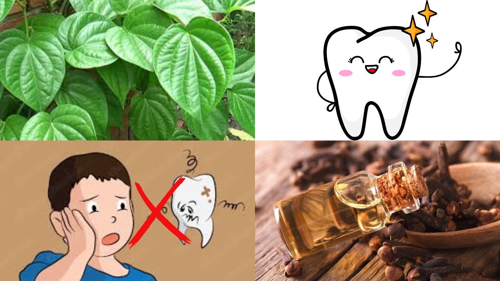 Trầu kh&ocirc;ng v&agrave; đinh hương l&agrave; rất tốt cho việc chăm s&oacute;c sức khỏe  răng miệng