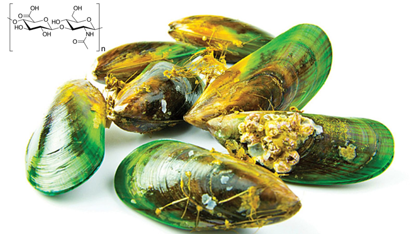 Tinh chất vẹm xanh c&oacute; t&aacute;c dụng rất tốt trong việc chống vi&ecirc;m, chống oxy h&oacute;a