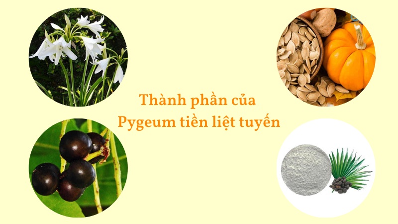 4 th&agrave;nh phần dược liệu nổi bật trong Pygeum KingPhar