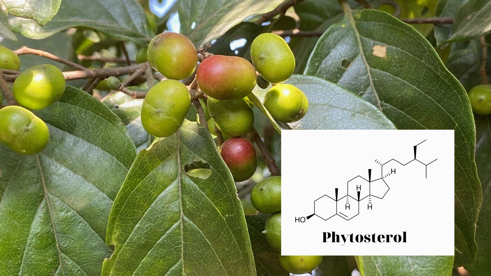 Vỏ c&acirc;y Pygeum africanum c&oacute; chứa phytosterol.