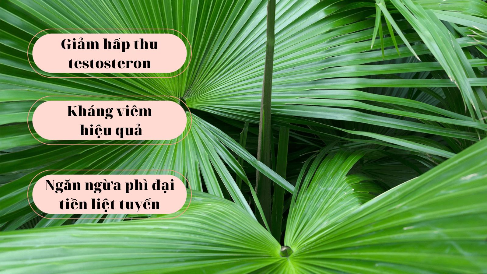 Cọ l&ugrave;n mang nhiều c&ocirc;ng dụng trong điều trị bệnh tuyến tiền liệt