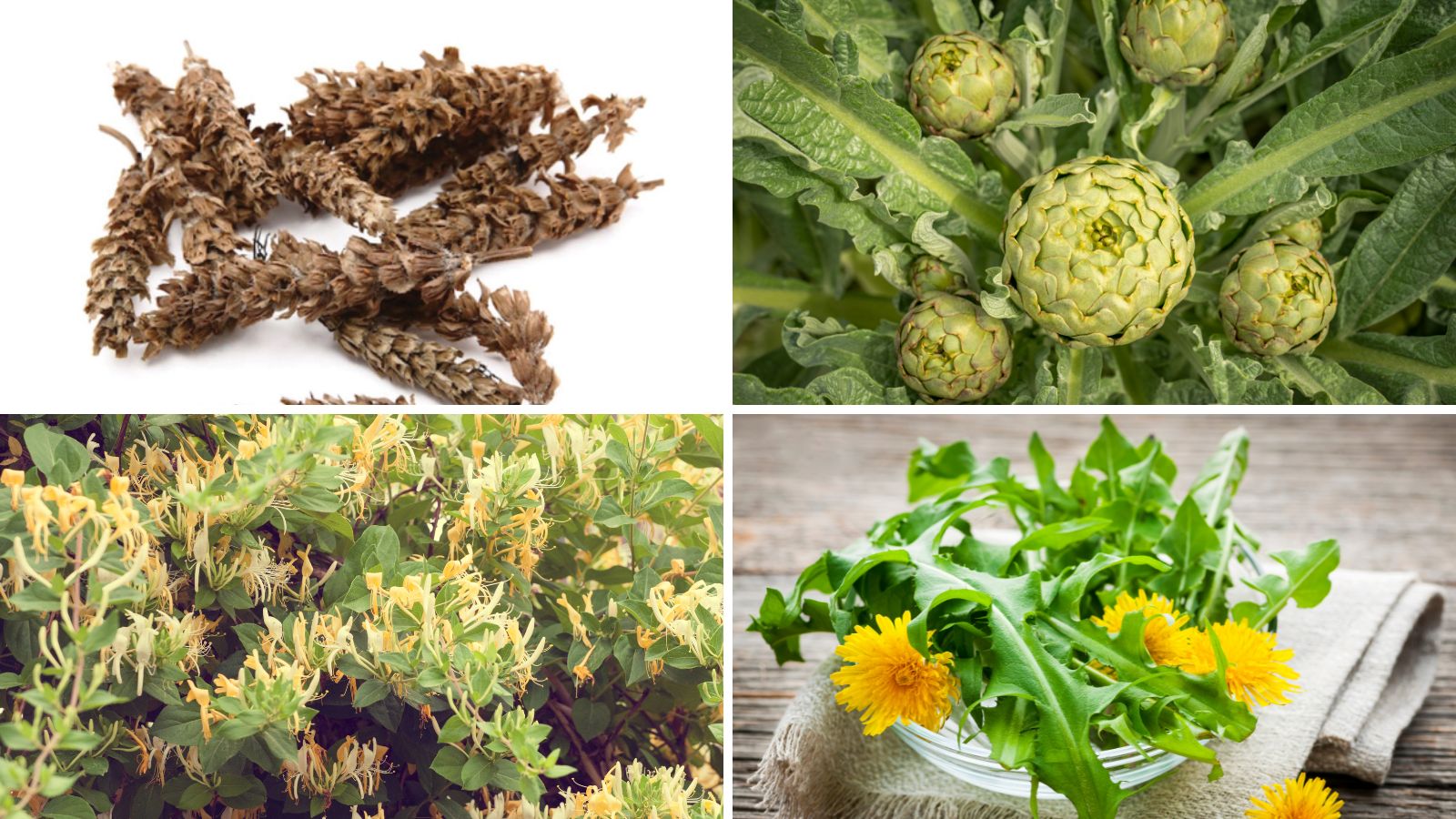 Kết hợp c&aacute;c dược liệu gi&uacute;p gan tăng thải độc, l&agrave;m m&aacute;t gan
