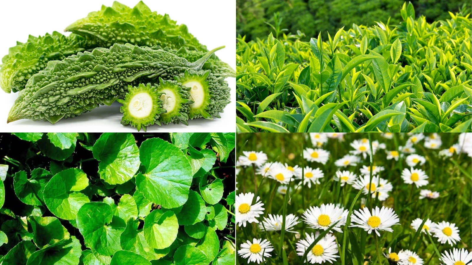 Th&agrave;nh phần ch&iacute;nh c&oacute; trong sữa tắm &Iacute;ch Nhi