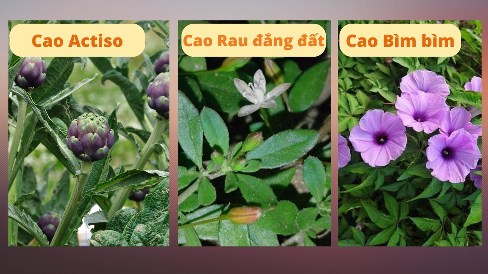 Boganic Forte chứa th&agrave;nh phần gi&uacute;p nhuận gan, lợi mật, th&ocirc;ng tiểu, giải độc hiệu quả