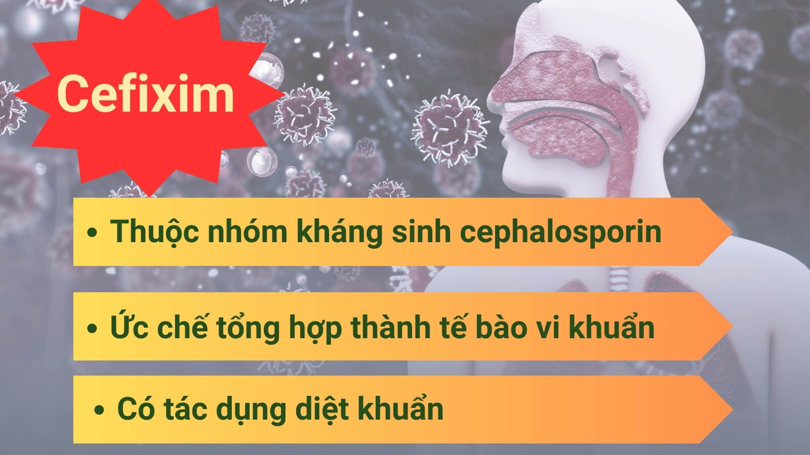 Cefixim c&oacute; t&aacute;c dụng diệt khuẩn hiệu quả