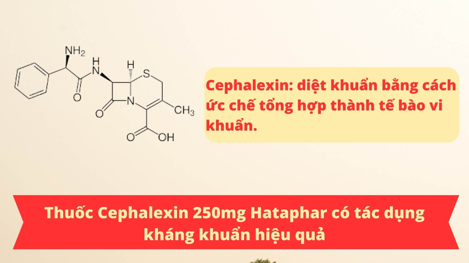 Thuốc Cephalexin 250mg Hataphar chứa kh&aacute;ng sinh gi&uacute;p kh&aacute;ng khuẩn hiệu quả