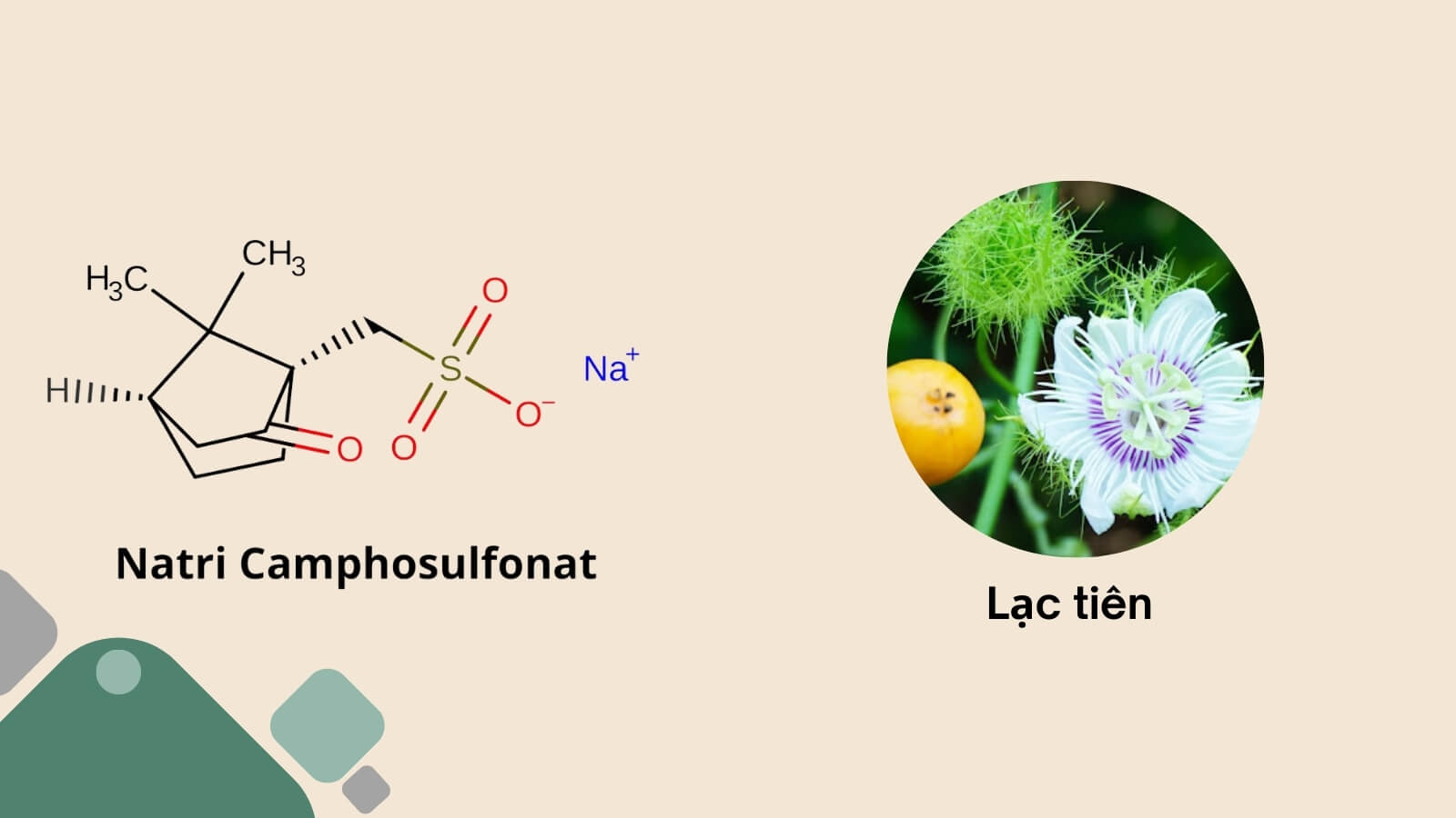 Cortonyl c&oacute; t&aacute;c dụng trợ tim, an thần