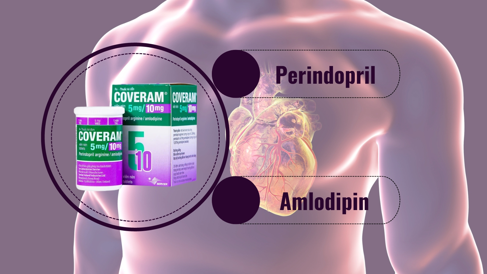 Kết hợp hai hoạt chất Perindopril v&agrave; Amlodipin gi&uacute;p gia tăng khả năng kiểm so&aacute;t huyết &aacute;p