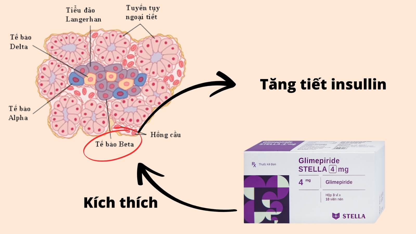 Glimepiride Stada 4mg chỉ định Bắn Cá HZ88 là trò chơi giải trí điện tử đái tháo đường tuýp 2