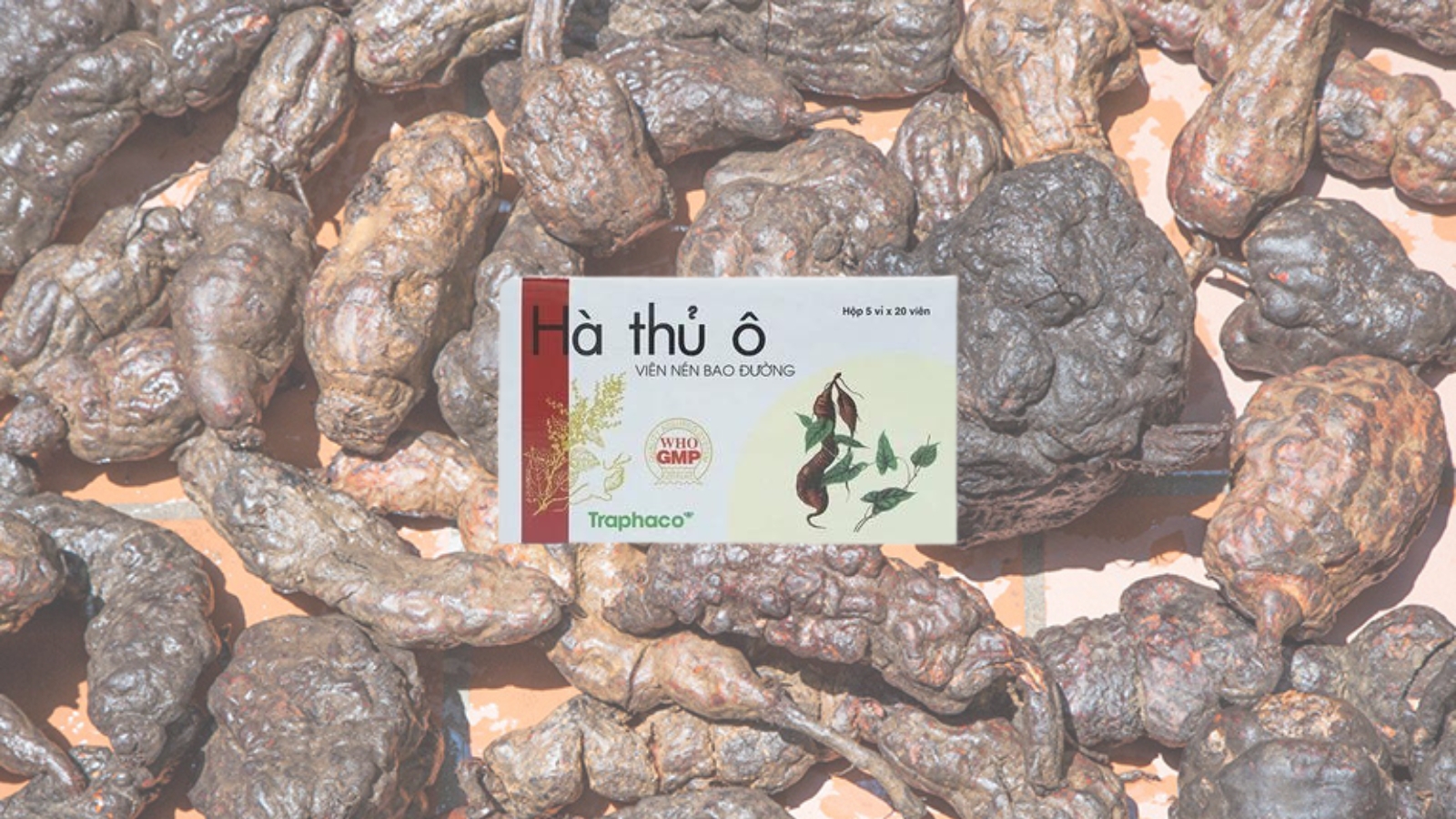 H&agrave; thủ &ocirc; gi&uacute;p hỗ trợ l&agrave;m chậm qu&aacute; tr&igrave;nh bạc t&oacute;c v&agrave; r&acirc;u trước tuổi