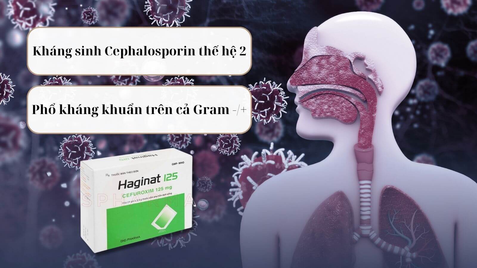 Cefuroxim l&agrave; kh&aacute;ng sinh nh&oacute;m cephalosporin thế hệ 2