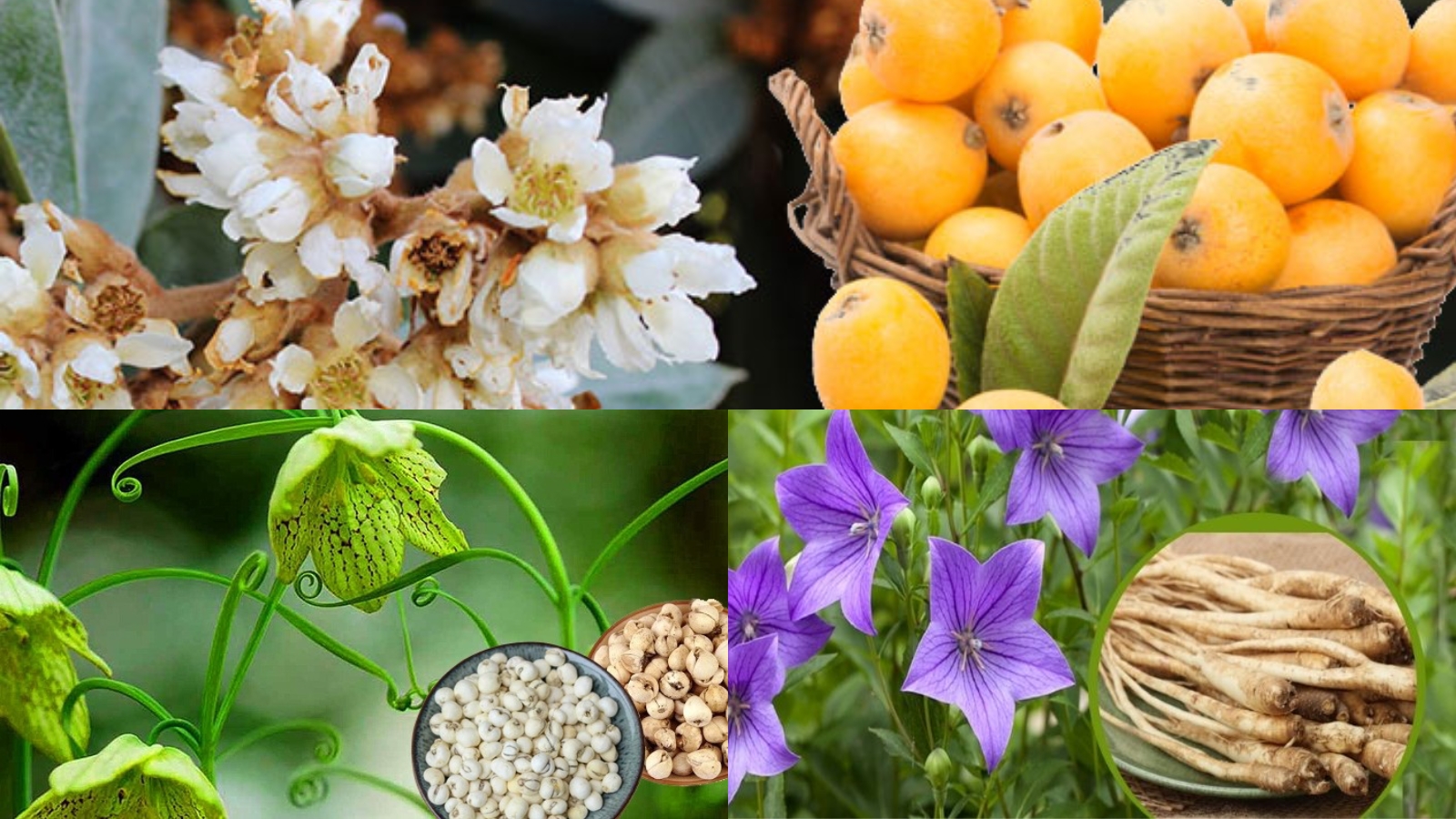 C&aacute;c th&agrave;nh phần trong thuốc c&oacute; nguồn gốc từ thi&ecirc;n nhi&ecirc;n