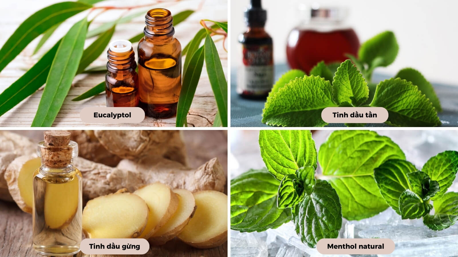 C&aacute;c th&agrave;nh phần c&oacute; trong thuốc uống Eugica xanh