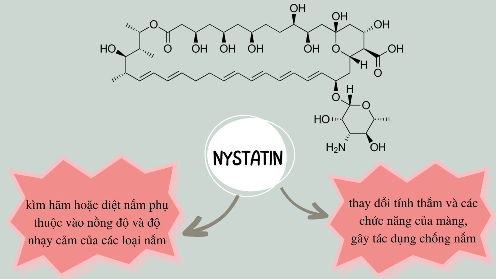 Nystatin c&oacute; khả năng chống nấm hiệu quả