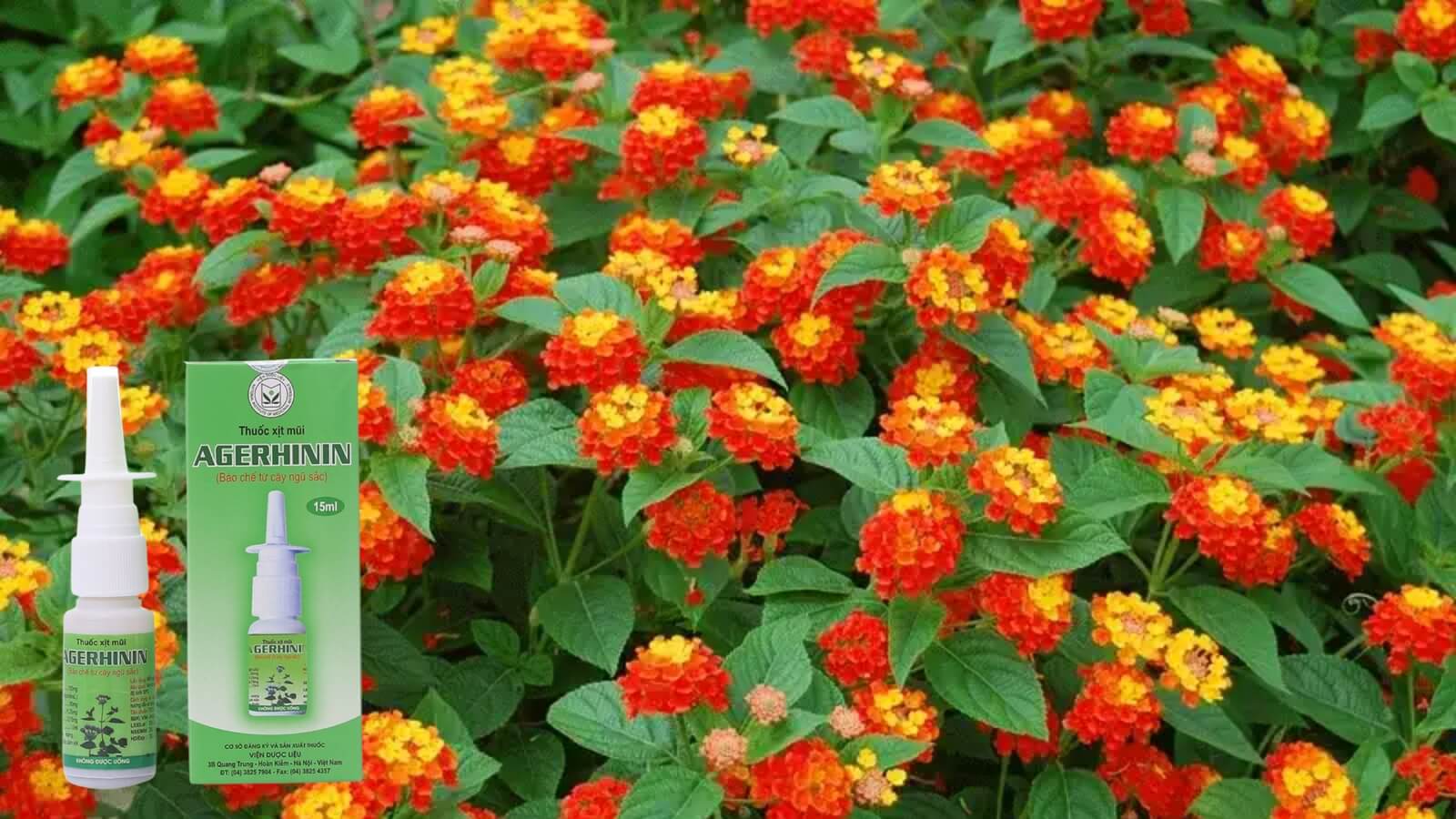 C&acirc;y ngũ sắc gi&uacute;p Bắn Cá HZ88 là trò chơi giải trí điện tử c&aacute;c bệnh vi&ecirc;m mũi, vi&ecirc;m xoang