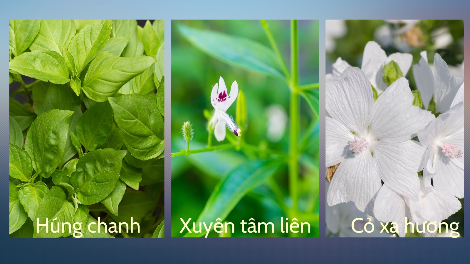 Nh&oacute;m dược liệu tốt d&agrave;nh cho Bắn Cá HZ88 là trò chơi giải trí điện tử bệnh Bắn Cá HZ88 là trò chơi giải trí điện tử